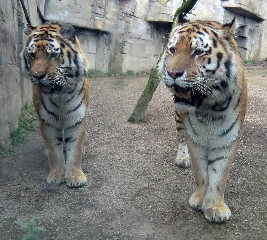 Sibirische Tiger MANDSCHU und WASSJA im Zoo Wuppertal im März 2014