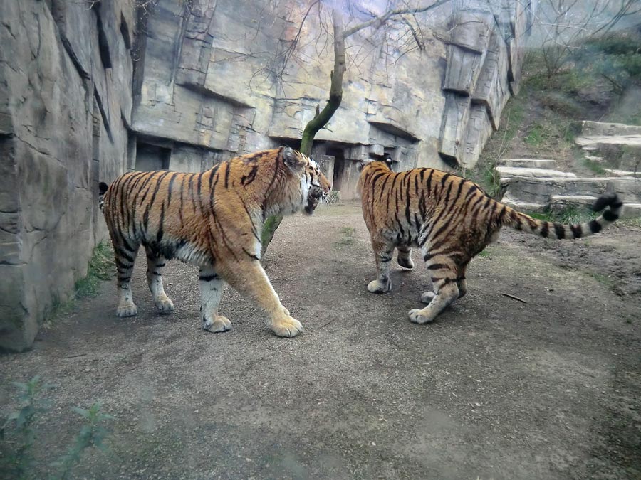 Sibirische Tiger MANDSCHU und WASSJA im Zoologischen Garten Wuppertal im März 2014