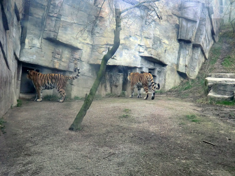 Sibirische Tiger WASSJA und MANDSCHU vor den Schiebern zum Tigerhaus im Zoo Wuppertal im März 2014