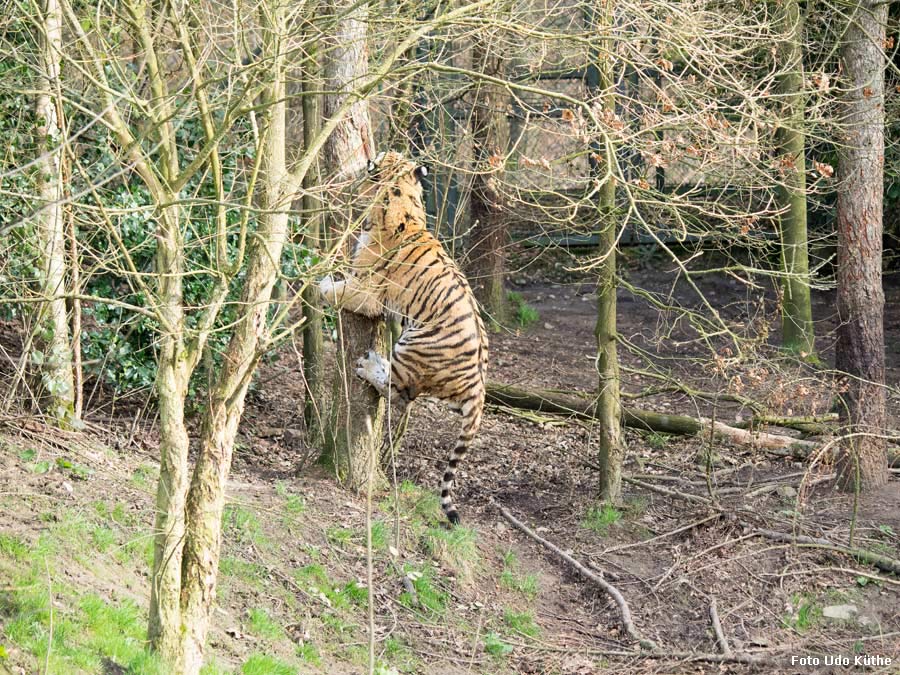 Sibirischer Tiger WASSJA markiert Baum im Zoo Wuppertal im März 2014 (Foto Udo Küthe)