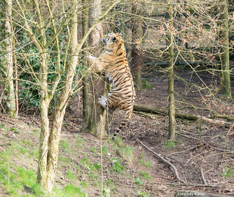 Sibirischer Tiger WASSJA markiert Baum im Zoologischen Garten Wuppertal im März 2014 (Foto Udo Küthe)