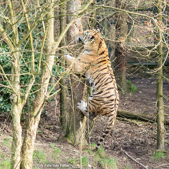 Sibirischer Tiger WASSJA markiert Baum im Wuppertaler Zoo im März 2014 (Foto Udo Küthe)