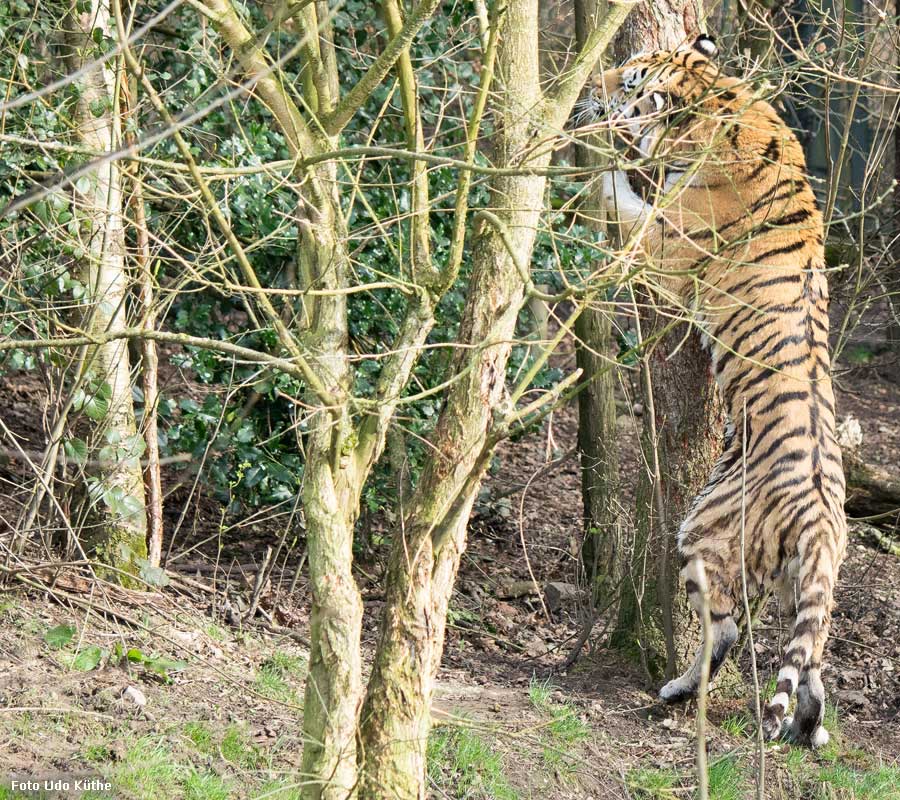 Sibirischer Tiger WASSJA markiert Baum im Wuppertaler Zoo im März 2014 (Foto Udo Küthe)