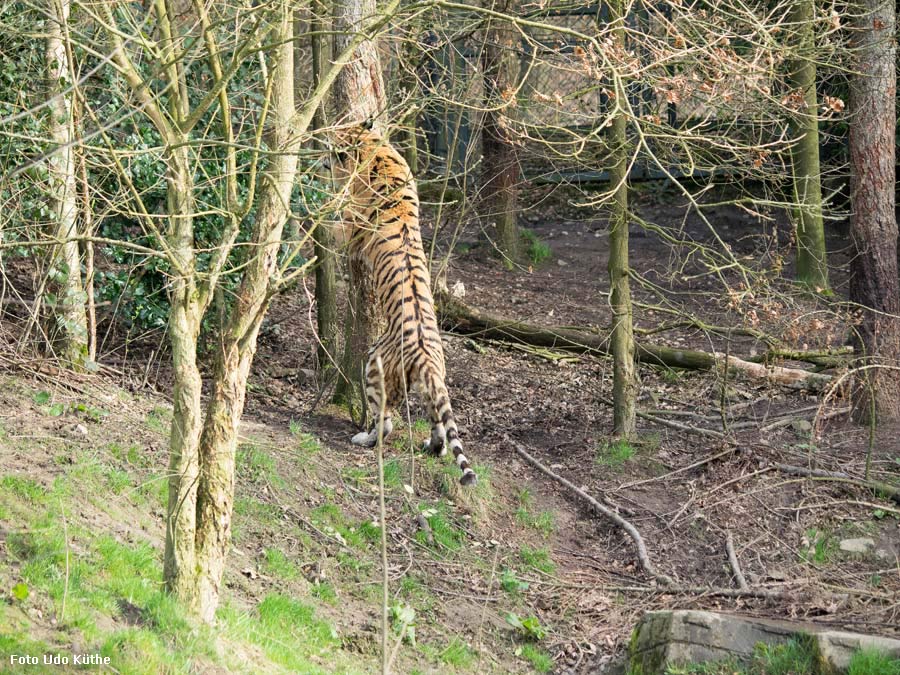Sibirischer Tiger WASSJA markiert Baum im Zoo Wuppertal im März 2014 (Foto Udo Küthe)