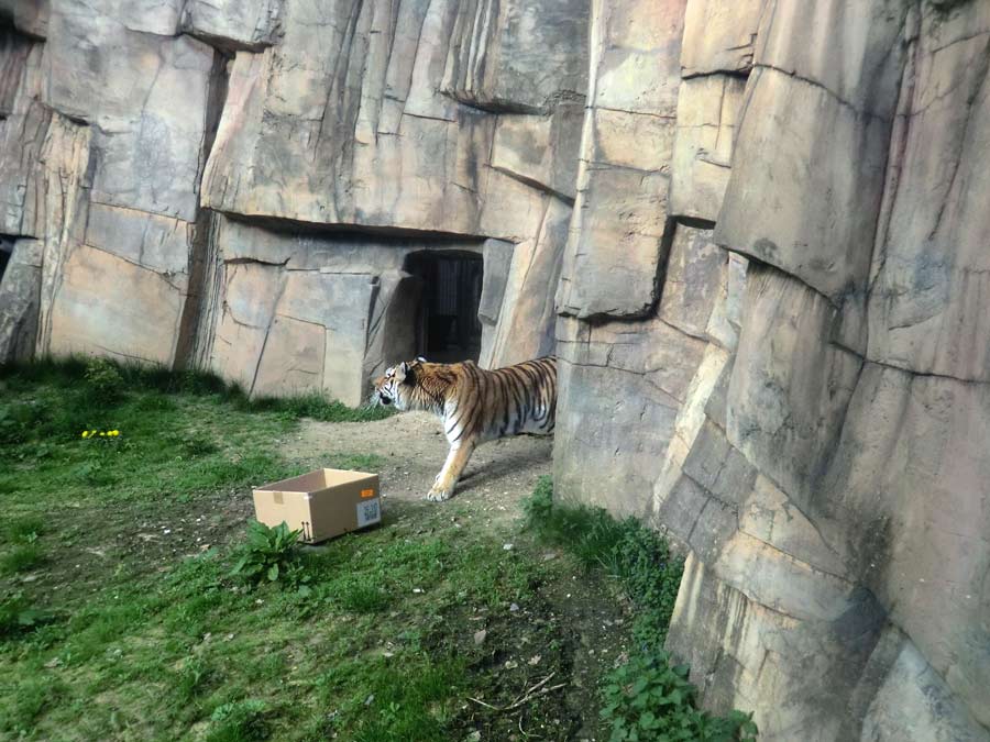 Sibirische Tigerin MYMOZA im Zoologischen Garten Wuppertal im April 2014