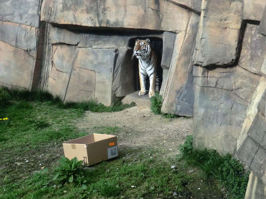Sibirische Tigerin MYMOZA im Wuppertaler Zoo im April 2014