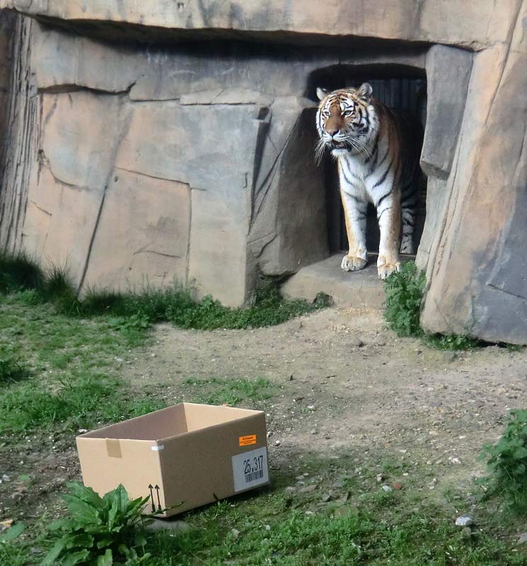 Sibirische Tigerin MYMOZA im Zoo Wuppertal im April 2014