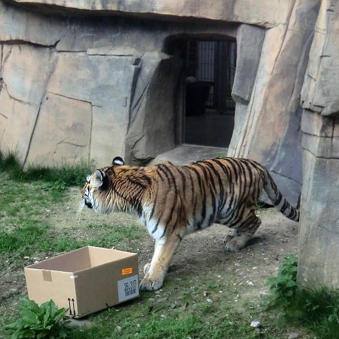 Sibirische Tigerin MYMOZA im Wuppertaler Zoo im April 2014