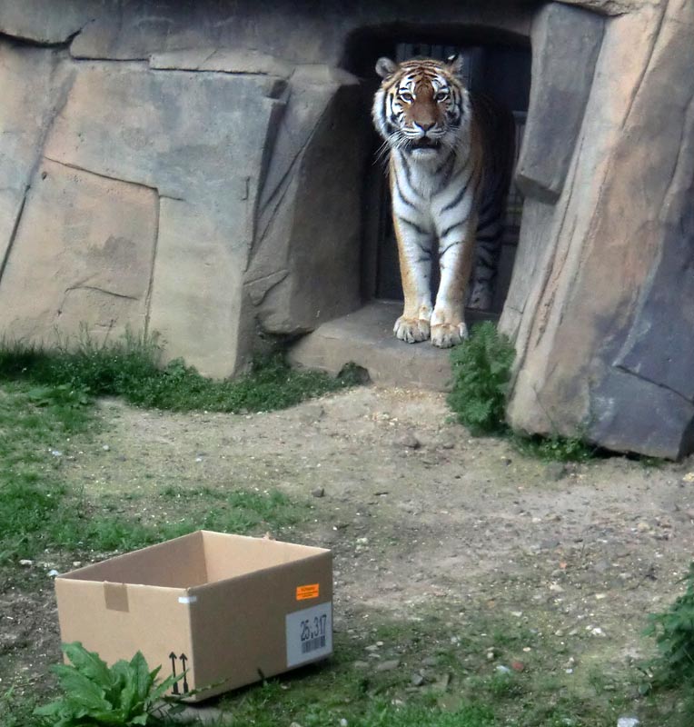 Sibirische Tigerin MYMOZA im Zoologischen Garten Wuppertal im April 2014