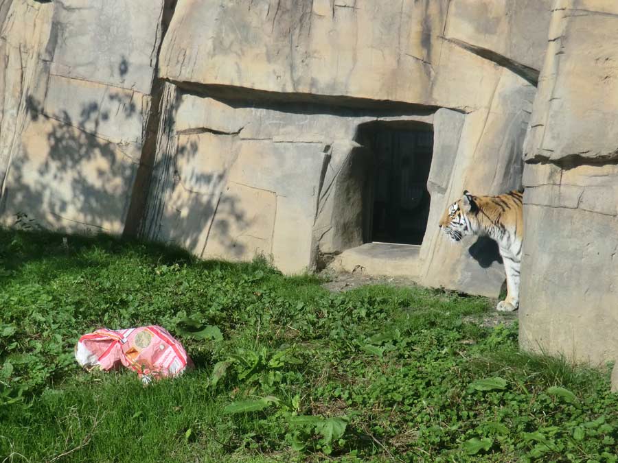 Sibirische Tigerin MYMOZA im Zoologischen Garten Wuppertal im September 2014