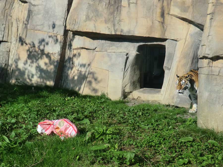Sibirische Tigerin MYMOZA im Wuppertaler Zoo im September 2014