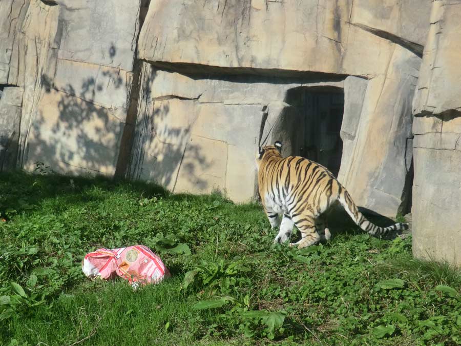 Sibirische Tigerin MYMOZA im Zoo Wuppertal im September 2014