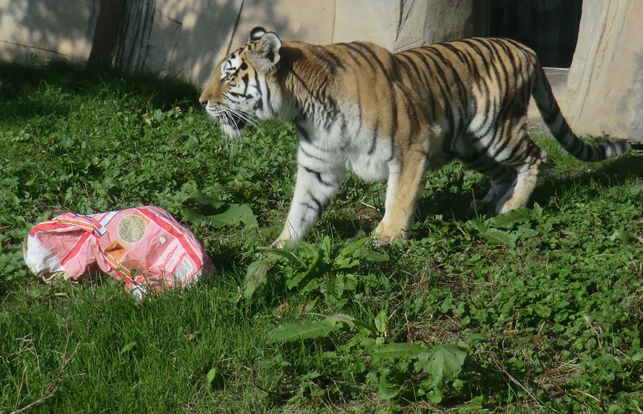 Sibirische Tigerin MYMOZA im Zoo Wuppertal im September 2014