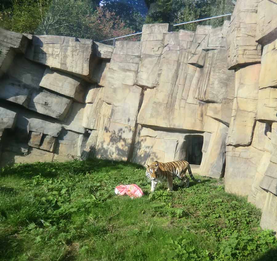 Sibirische Tigerin MYMOZA im Wuppertaler Zoo im September 2014