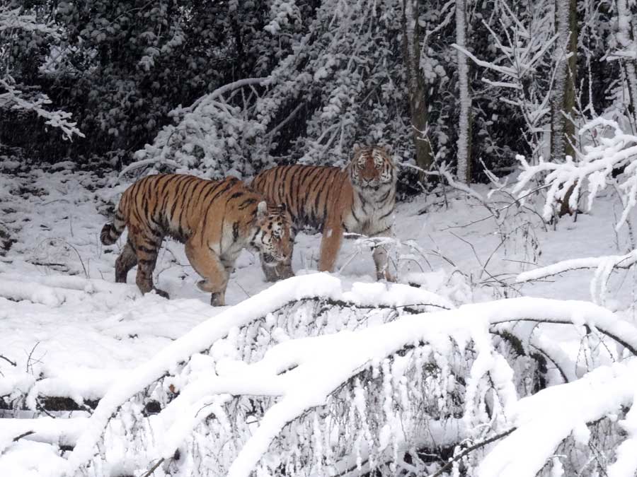 Sibirische Tiger im Zoo Wuppertal am 27. Dezember 2014