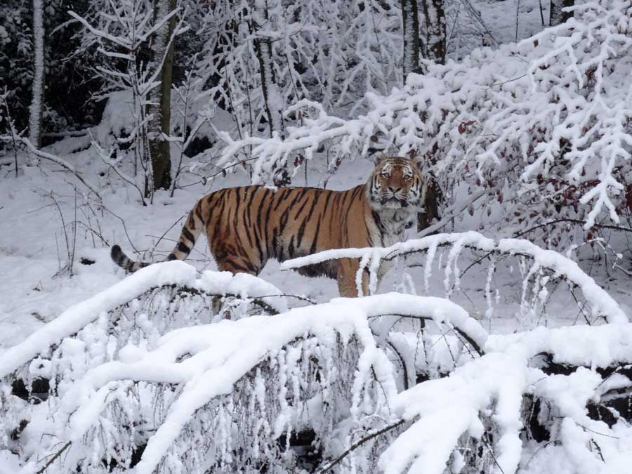 Sibirischer Tiger im Wuppertaler Zoo am 27. Dezember 2014