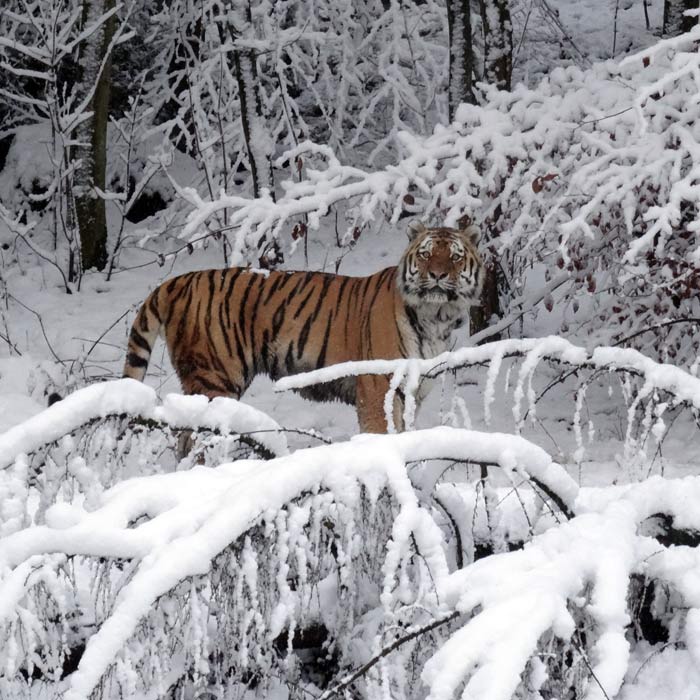 Sibirischer Tiger im Wuppertaler Zoo am 27. Dezember 2014