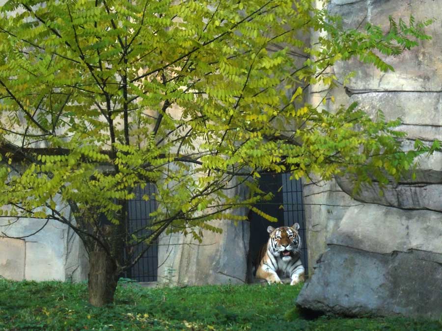 Sibirische Tigerin MYMOZA im Grünen Zoo Wuppertal am 26. Oktober 2015