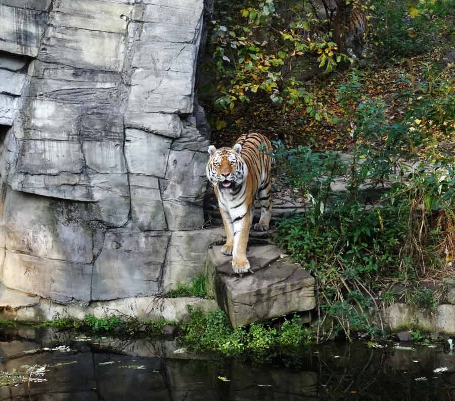 Sibirischer Tiger im Grünen Zoo Wuppertal am 26. Oktober 2015