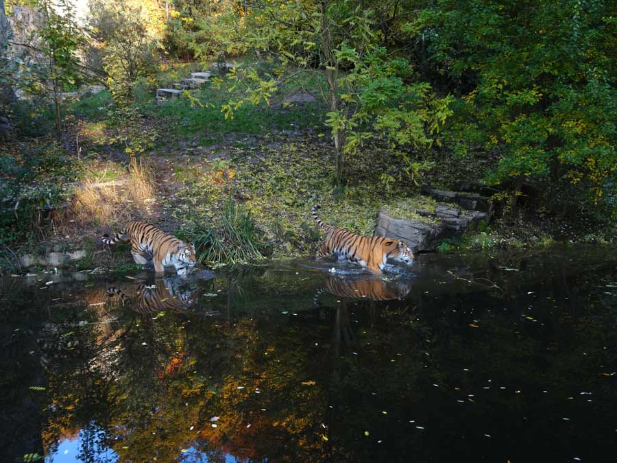 Sibirische Tiger im Zoologischen Garten Wuppertal am 26. Oktober 2015