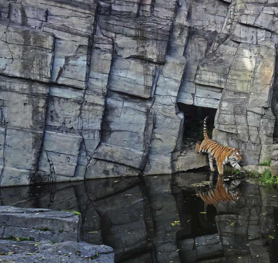 Sibirischer Tiger im Wuppertaler Zoo am 26. Oktober 2015