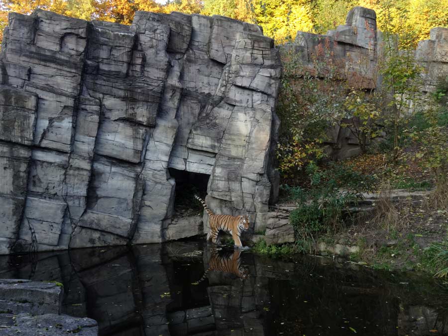 Sibirischer Tiger im Zoo Wuppertal am 26. Oktober 2015