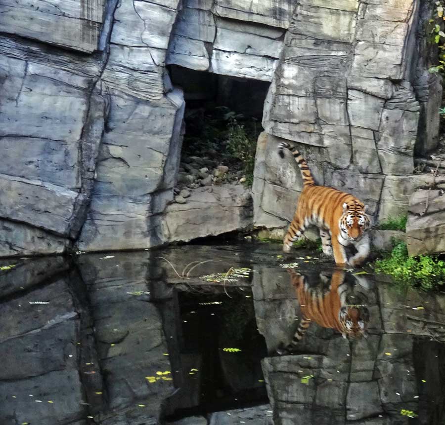 Sibirischer Tiger im Zoologischen Garten Wuppertal am 26. Oktober 2015