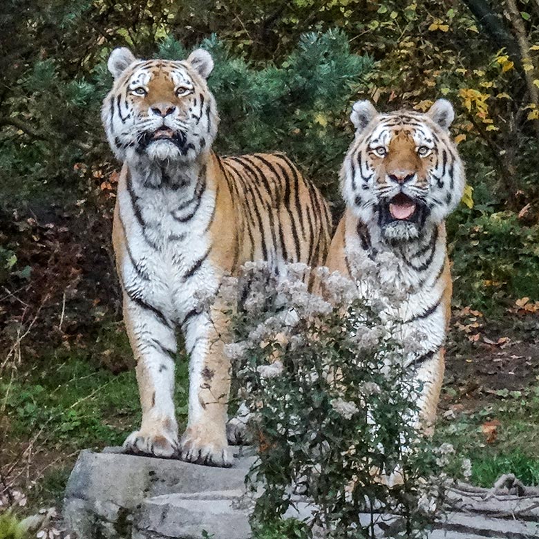 Sibirische Tiger WASSJA und MANDSCHU am 26. Oktober 2015 im Wuppertaler Zoo