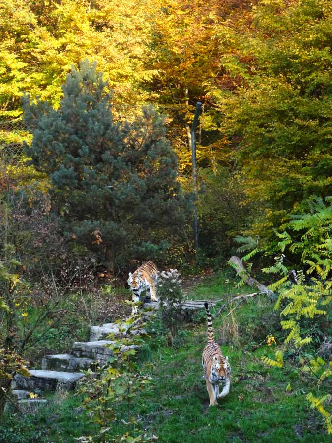 Sibirische Tiger "Wassja" und "Mandschu" im Wuppertaler Zoo am 26. Oktober 2015