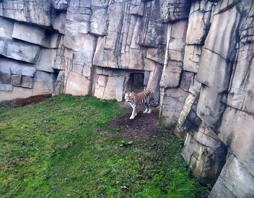Sibirische Tigerin "Mymoza" am 5. Januar 2016 im Grünen Zoo Wuppertal
