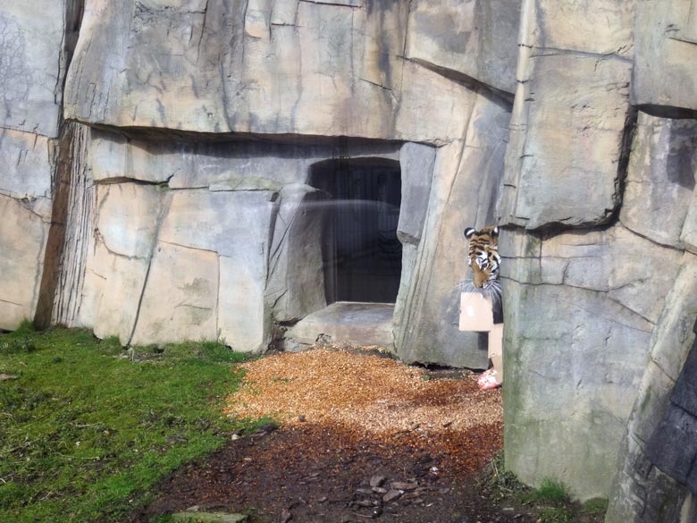 Sibirische Tigerin MYMOZA am 27. März 2016 im Grünen Zoo Wuppertal