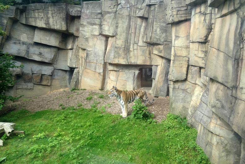 Sibirische Tigerin "Mymoza" am 16. Juli 2016 im Tigertal im Zoologischen Garten der Stadt Wuppertal