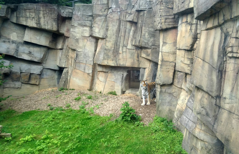 Sibirische Tigerin "Mymoza" am 16. Juli 2016 im Tigertal im Grünen Zoo Wuppertal