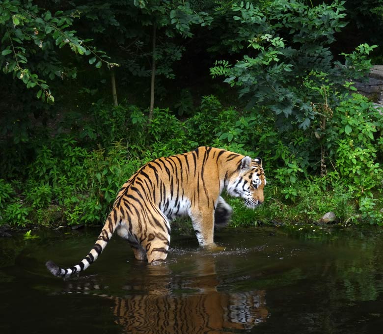 Sibirischer Tiger "Wassja" am 16. Juli 2016 im Tigertal im Wuppertaler Zoo
