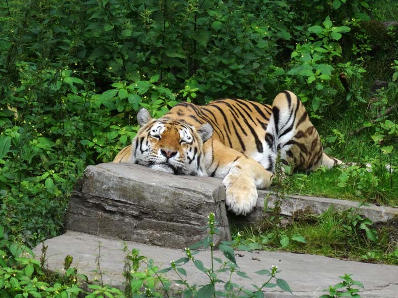 Sibirischer Tiger "Wassja" am 16. Juli 2016 im Tigertal im Zoologischen Garten der Stadt Wuppertal