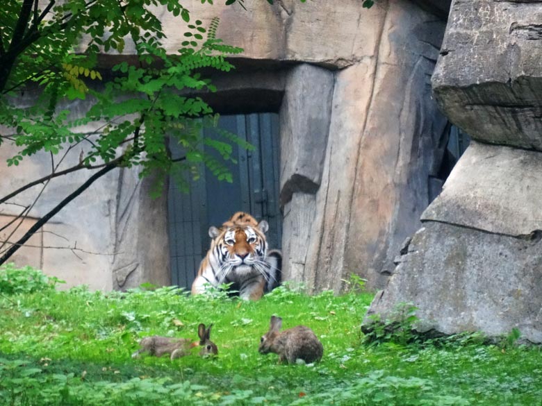 Sibirische Tigerin MYMOZA am Durchgang zur Außenanlage am 12. Oktober 2016 im Tigertal im Grünen Zoo Wuppertal