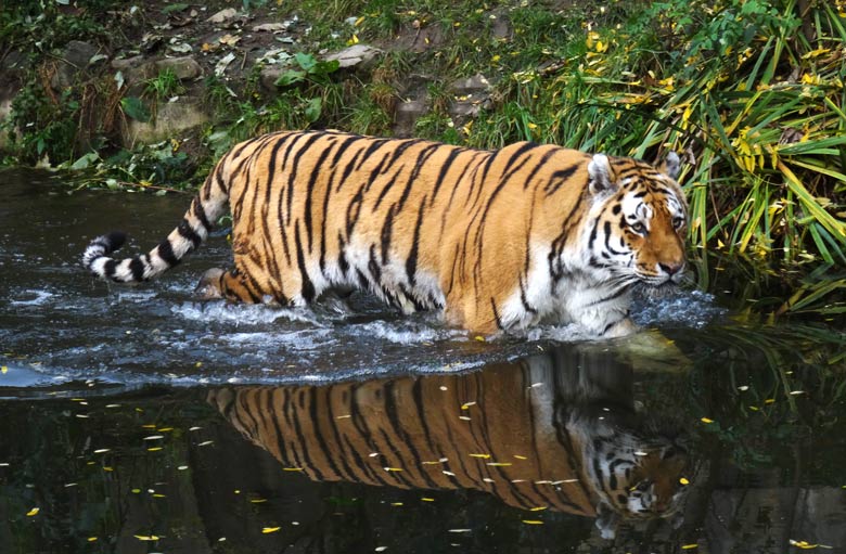 Sibirischer Tiger-Kater "Mandschu" am 26. Oktober 2016 im Wasser der Anlage der Sibirischen Tiger im Tigertal im Zoologischen Garten der Stadt Wuppertal