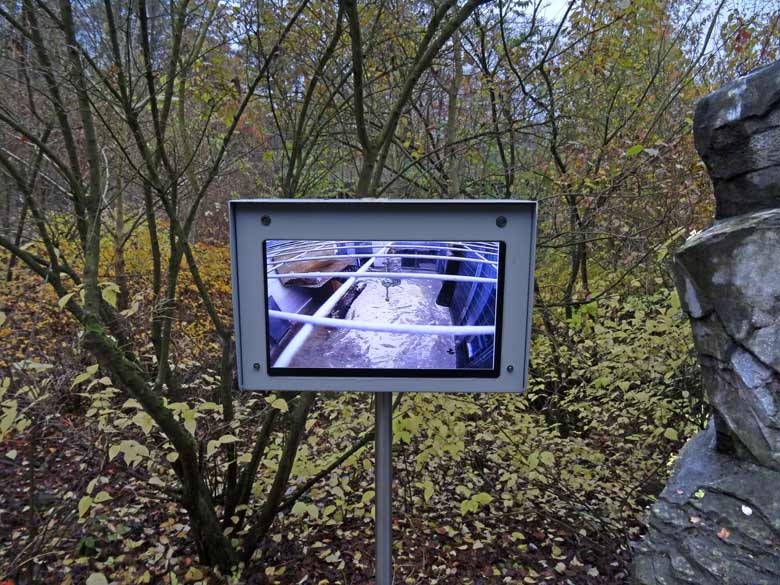 Monitor mit Bildern des Innengeheges der Sibirischen Tigerin MYMOZA am 11. November 2016 im Tigertal im Grünen Zoo Wuppertal. Zu dieser Zeit war die Tigerkatze auf dem Monitor oben links zu sehen