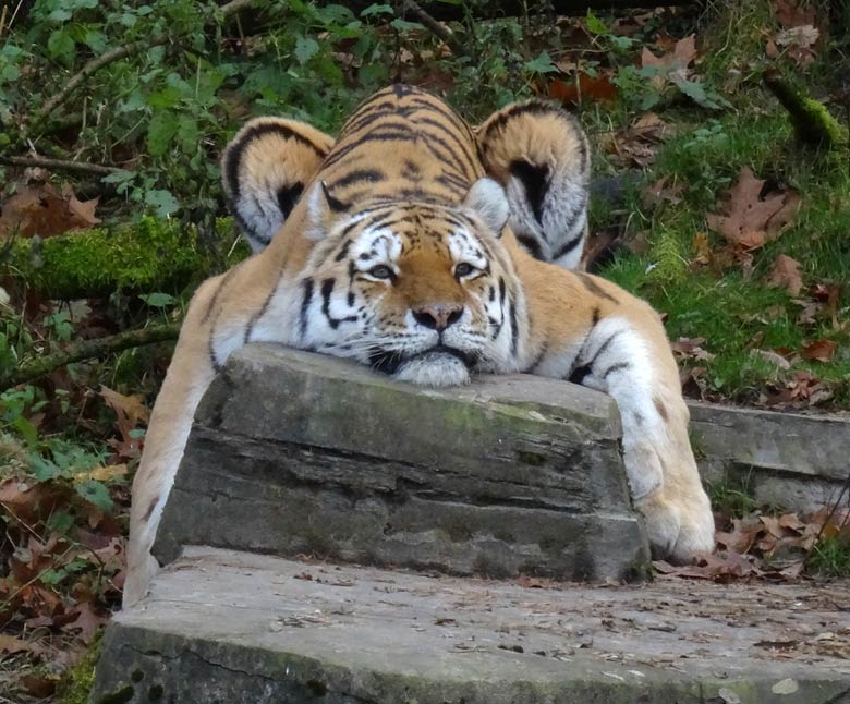 Entspannter Sibirischer Tigerkater WASSJA am 26. November 2016 im Tigertal im Grünen Zoo Wuppertal