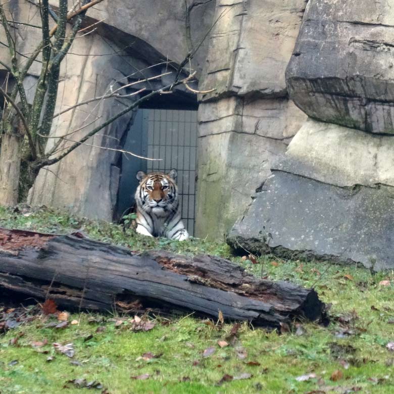 Sibirische Tigerin MYMOZA am 3. Februar 2017 im Tigertal im Grünen Zoo Wuppertal