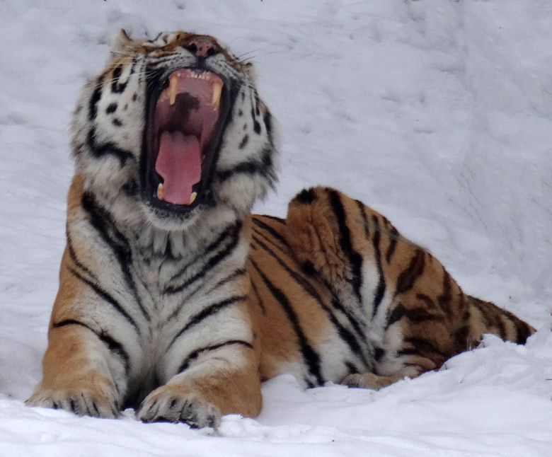 Sibirischer Tigerkater MANDSCHU im Schnee am 11. Februar 2017 im Tigertal im Wuppertaler Zoo