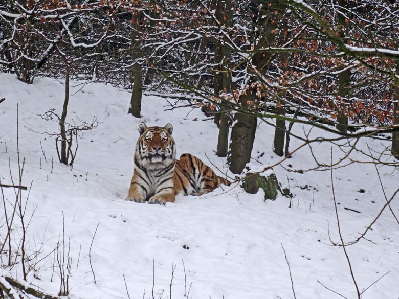 Sibirischer Tigerkater MANDSCHU im Schnee am 11. Februar 2017 im Tigertal im Zoologischen Garten der Stadt Wuppertal