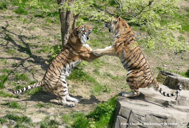 Sibirische Tiger in Action am 10. Mai 2017 im Tigertal im Wuppertaler Zoo (Foto Claudia Böckstiegel-Wengler)