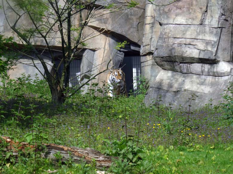 Sibirische Tigerin Mymoza am 16. Mai 2017 im Tigertal im Grünen Zoo Wuppertal