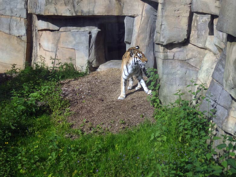 Sibirische Tigerin Mymoza am 16. Mai 2017 im Tigertal im Zoo Wuppertal