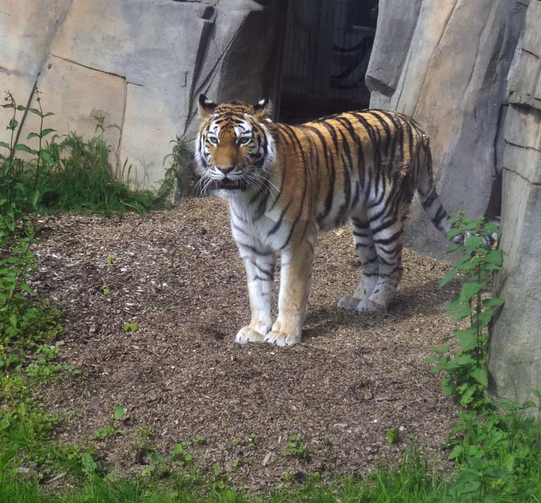 Sibirische Tigerin Mymoza am 16. Mai 2017 im Tigertal im Wuppertaler Zoo
