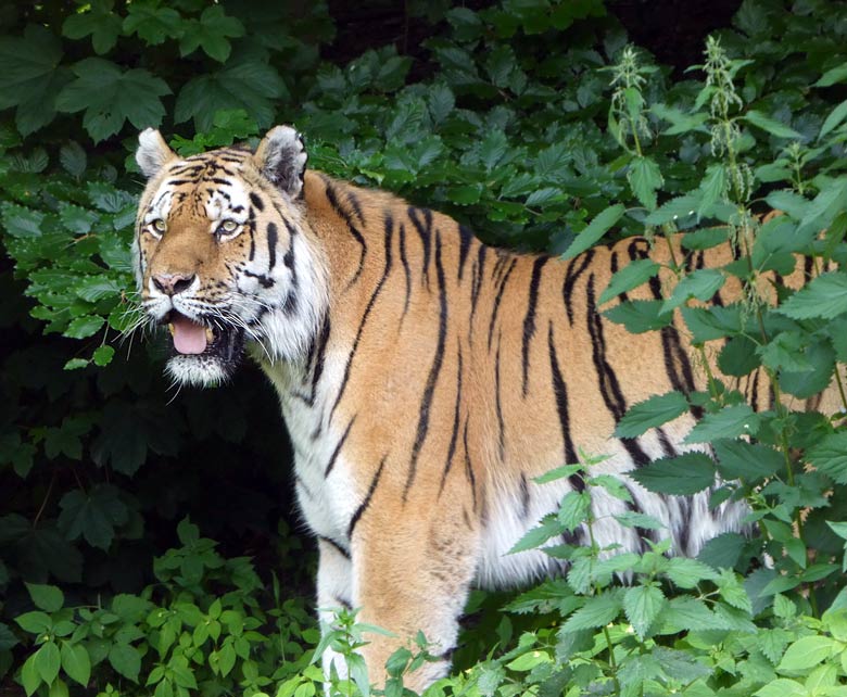 Sibirischer Tigerkater MANDSCHU am 2. Juni 2017 im Zoologischen Garten der Stadt Wuppertal
