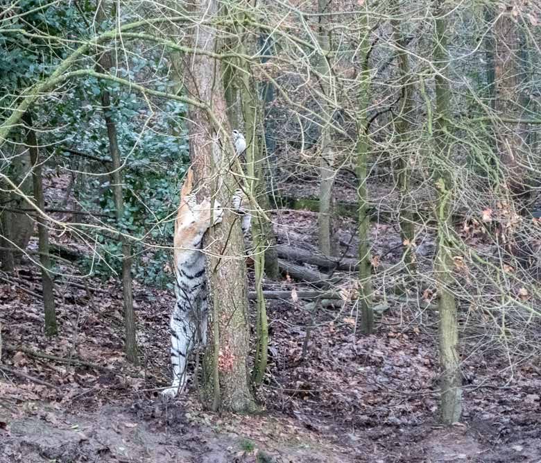 Sibirischer Tigerkater WASSJA am Baum am 6. Januar 2018 im Tigertal im Zoologischen Garten der Stadt Wuppertal