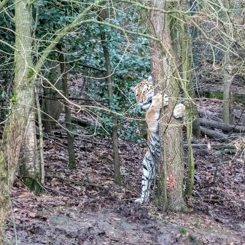 Sibirischer Tigerkater WASSJA am Baum am 6. Januar 2018 im Tigertal im Wuppertaler Zoo