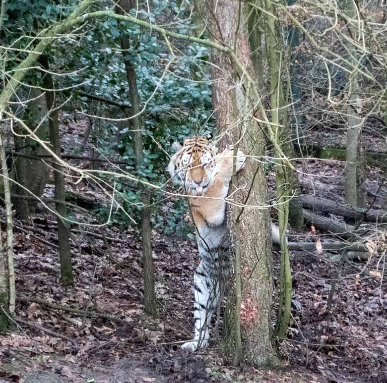 Sibirischer Tigerkater WASSJA am Baum am 6. Januar 2018 im Tigertal im Grünen Zoo Wuppertal